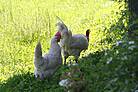 Freilaufende Hühner in der Wiese