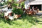 Freilaufende Hühner beim Stall
